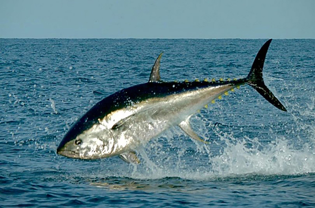 Upplev tonfisksafari i Öresund 