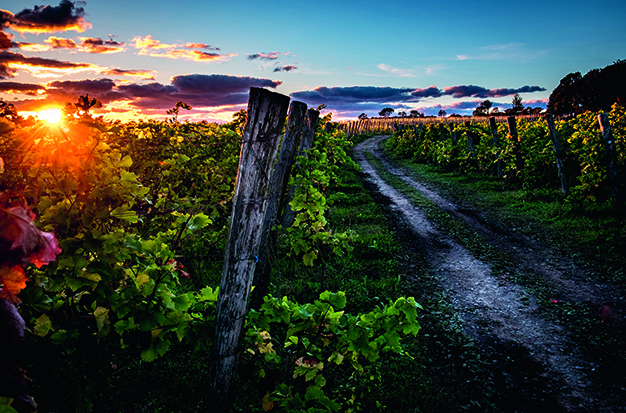 Terroir på skånska