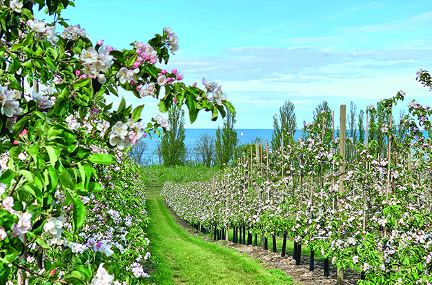 Äppelblom på skånska